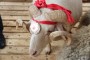 21-ая Российская выставка племенных овец и коз состоится  18-21 мая в Минводах