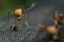 Университет Алабамы разработал ткань для защиты от комаров-переносчиков смертельных болезней