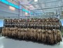 ЕС вывел из-под санкций российский соболиный мех