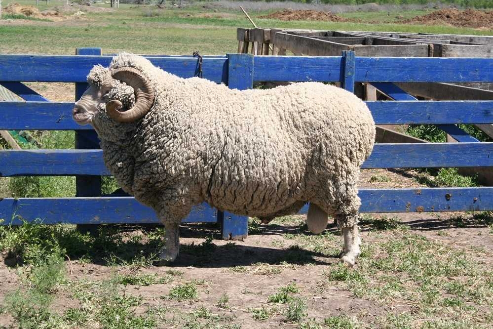 Купить алтайских овец. Алтайская тонкорунная порода овец. Ставропольский меринос порода овец. Алтайский меринос порода овец. Ставропольская тонкорунная порода овец.